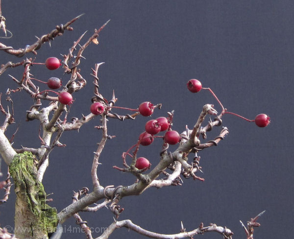 hawthorn berries